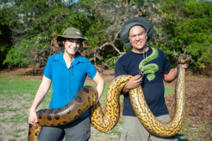 Ngeri! Anaconda Raksasa Amazon Berkeliaran, Ternak Lenyap!