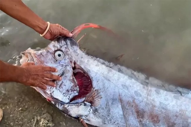 Penampakan Ikan Aneh di India, Pertanda Kiamat Menurut Ramalan?