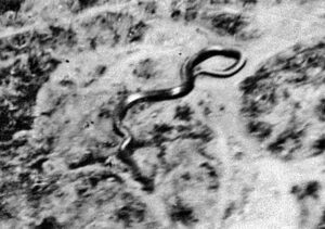 Mitos Ular Raksasa Kongo, Penampakan yang Bikin Merinding