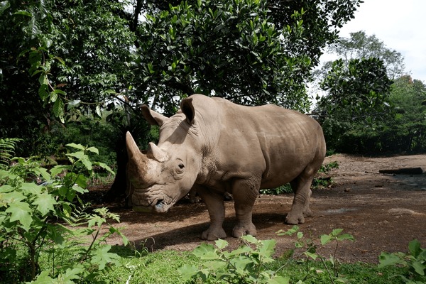 Tragis! 7 Satwa Ini Sudah Lenyap dari Bumi, Badak Jawa Menyusul?