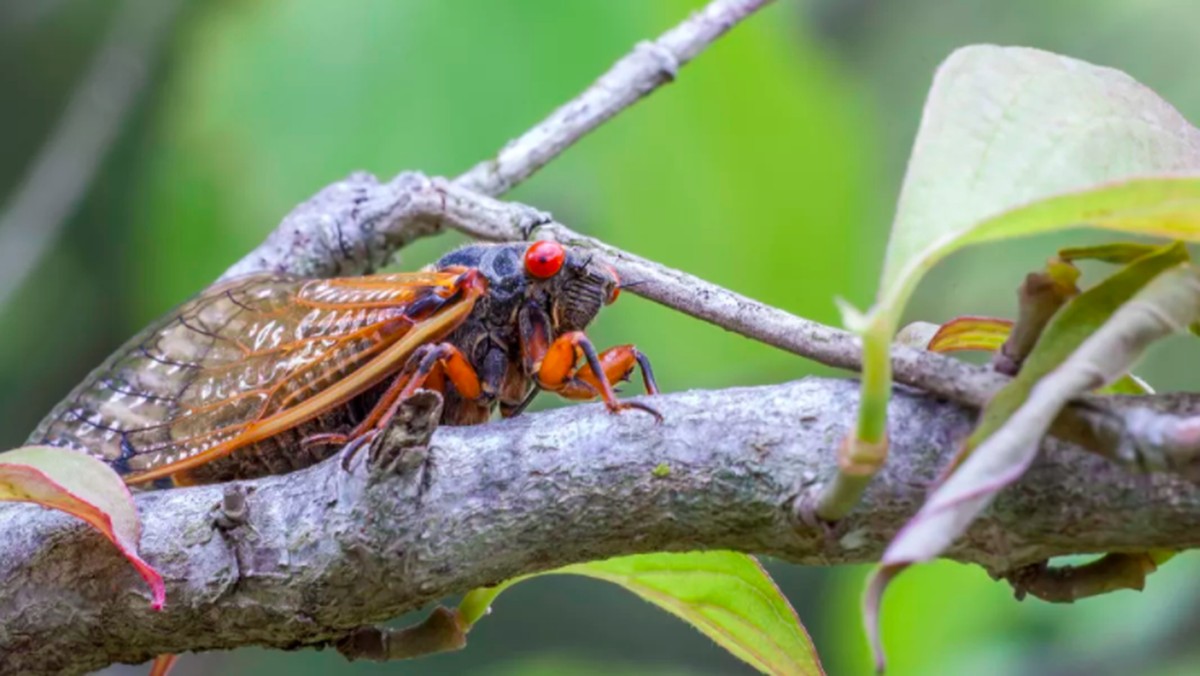Misteri Tonggeret, Kenapa Mereka Tiba-Tiba Menginvasi Bumi?