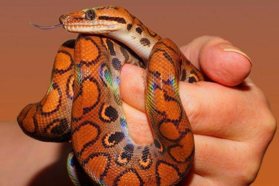 Ular Makan Ular, Piton Raksasa Lakukan Hal Tak Terduga!