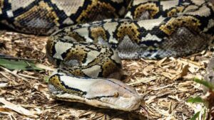 Kisah Mengerikan di Buton, Ular Piton dan Petani yang Malang, Fakta Lainnya Bikin Merinding!