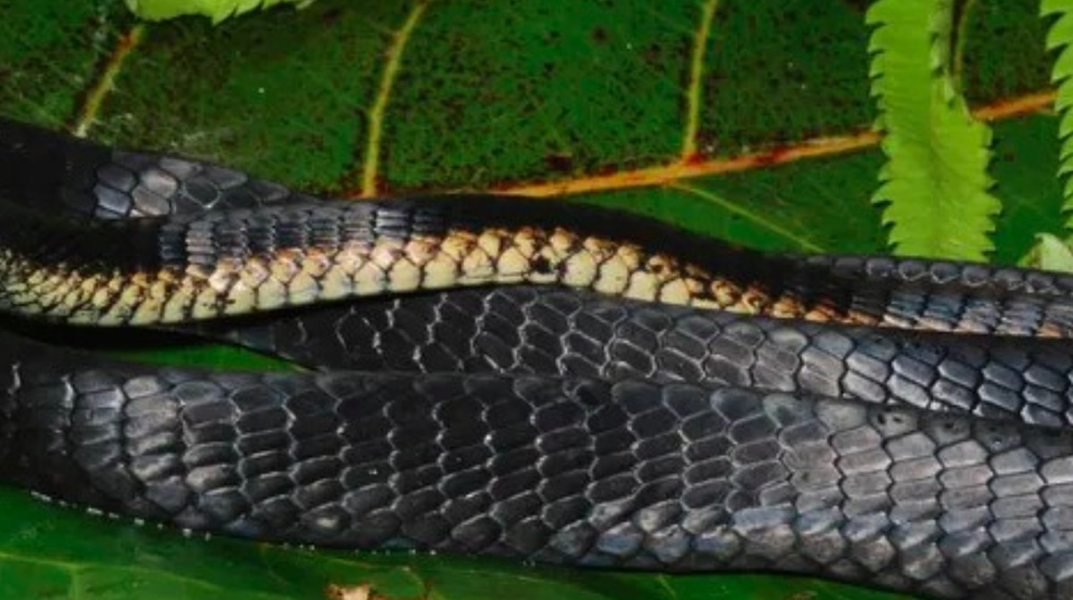 Ular Misterius Bermata Hitam Lebar Ditemukan di Papua Nugini!
