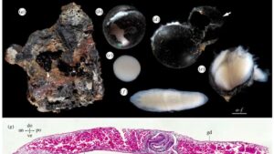 Misteri Telur Hitam dari Kedalaman Laut, Isinya Bikin Merinding!