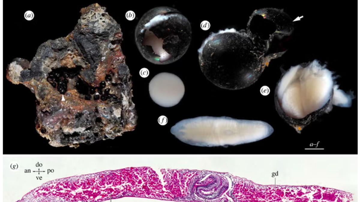 Misteri Telur Hitam dari Kedalaman Laut, Isinya Bikin Merinding!
