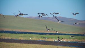 Rahasia Alam, Bagaimana Hewan Merasakan Bencana Sebelum Kita?