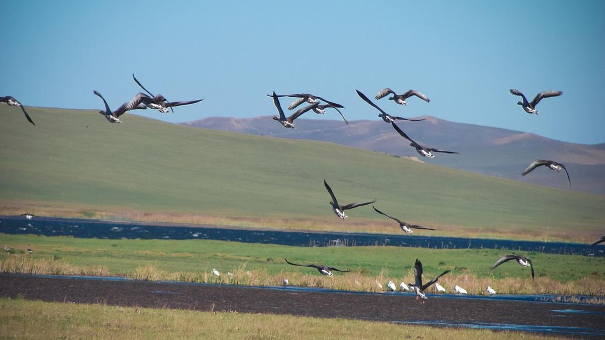 Rahasia Alam, Bagaimana Hewan Merasakan Bencana Sebelum Kita?