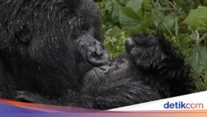 Gak Kuat! Kelakuan Polos Hewan-Hewan Ini Dijamin Bikin Kamu Cekikikan di Nikon Comedy Wildlife 2025!