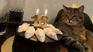 Siap-siap Meleleh! Kompilasi Foto Kucing Super Gemas yang Bikin Hari Jadi Lebih Ceria