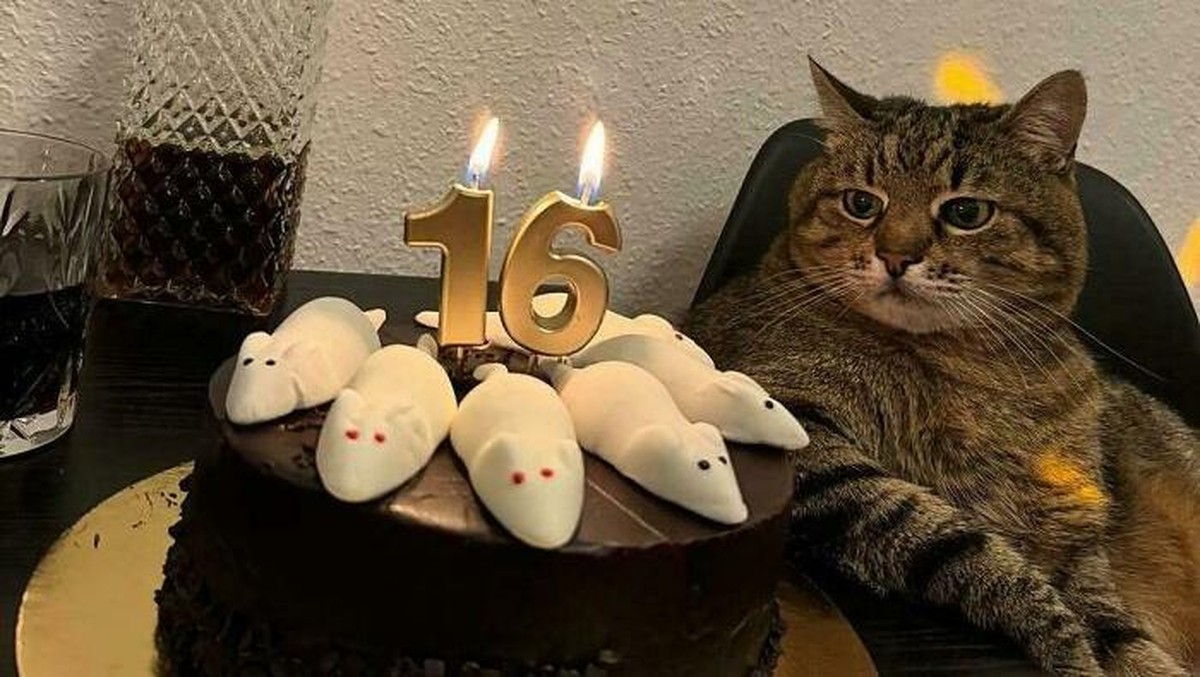 Siap-siap Meleleh! Kompilasi Foto Kucing Super Gemas yang Bikin Hari Jadi Lebih Ceria