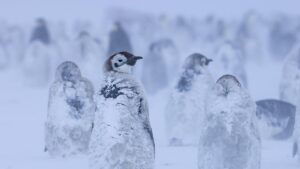 Rahasia di Balik Kotoran Penguin, Penyelamat Iklim Tak Terduga dari Antartika