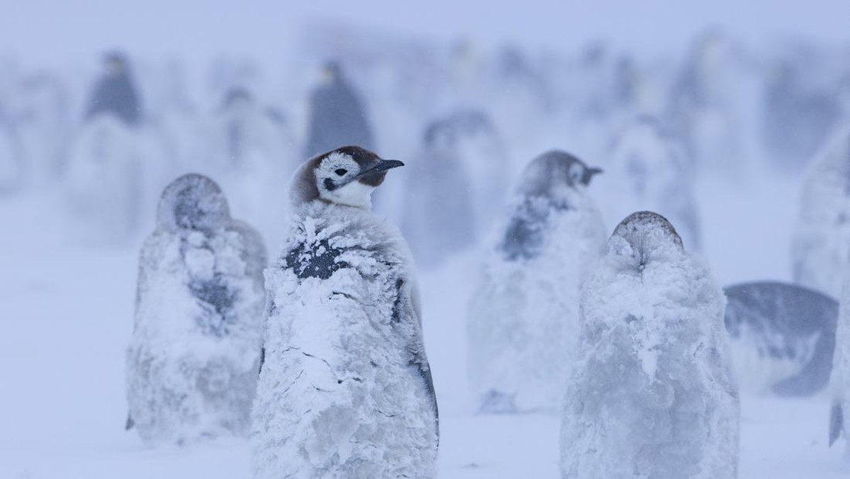 Rahasia di Balik Kotoran Penguin, Penyelamat Iklim Tak Terduga dari Antartika