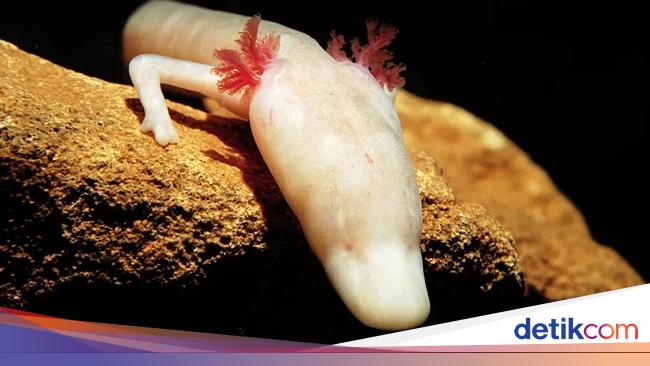 Tak Disangka! Inilah 13 Hewan Jagoan Puasa Alami