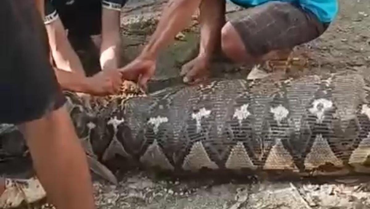 Ular Piton Raksasa Kembali Serang? Fakta di Balik Kejadian di Sulawesi