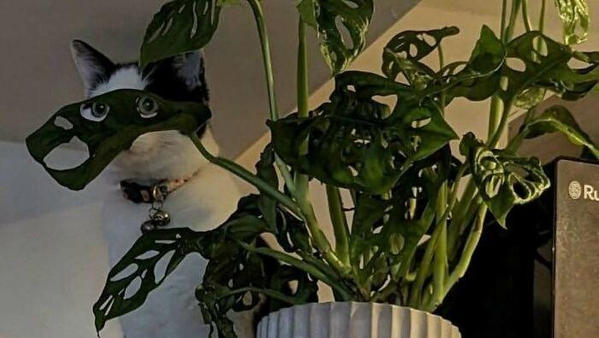 Gemas Maksimal! Kelakuan Kucing Ini Bikin Hari Jadi Lebih Ceria