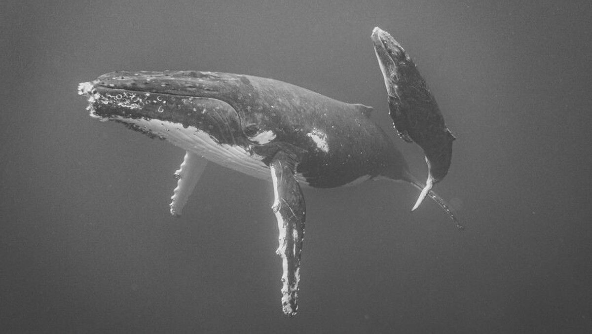 Foto iPhone XS Ini Buktikan Masih Bisa Jadi Jawara!