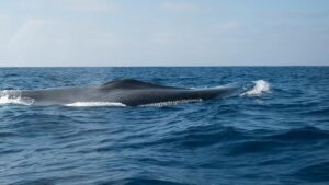 Paus Biru Makin Jarang Bersuara, Ada Apa Ya?