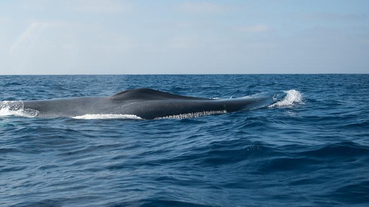 Paus Biru Makin Jarang Bersuara, Ada Apa Ya?