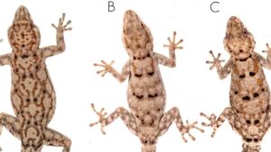 Akhirnya Terungkap! Penemuan Tokek Misterius yang Bikin Peneliti Terpana