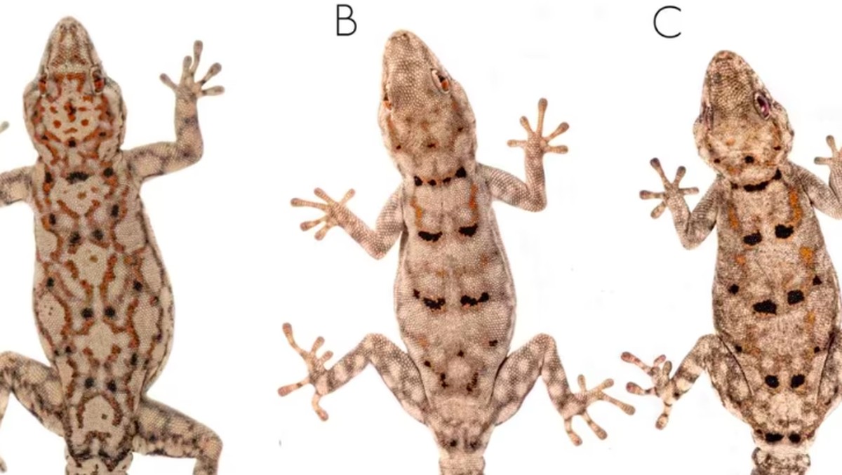 Akhirnya Terungkap! Penemuan Tokek Misterius yang Bikin Peneliti Terpana