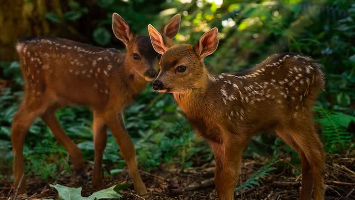 Gemes Maksimal! Intip Kehidupan Awal Anak-Anak Hewan Ini, Bikin Jatuh Hati!