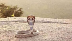 Ngeri! Kepala Ular Kobra Putus Masih Bisa Mematikan?