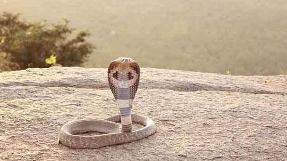 Ngeri! Kepala Ular Kobra Putus Masih Bisa Mematikan?