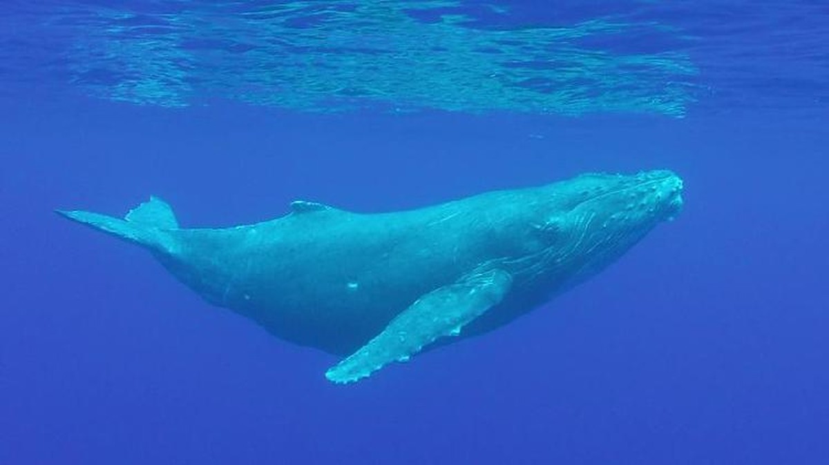 Ternyata Paus Biru Kirim Sinyal Bahaya Ini, Kita Harus Tahu!