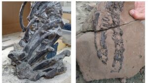 Fosil Misterius Ungkap Asal-Usul Buaya Modern?