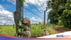 Potret Satwa Liar yang Menyentuh Hati, Ekspresi Alam yang Memukau