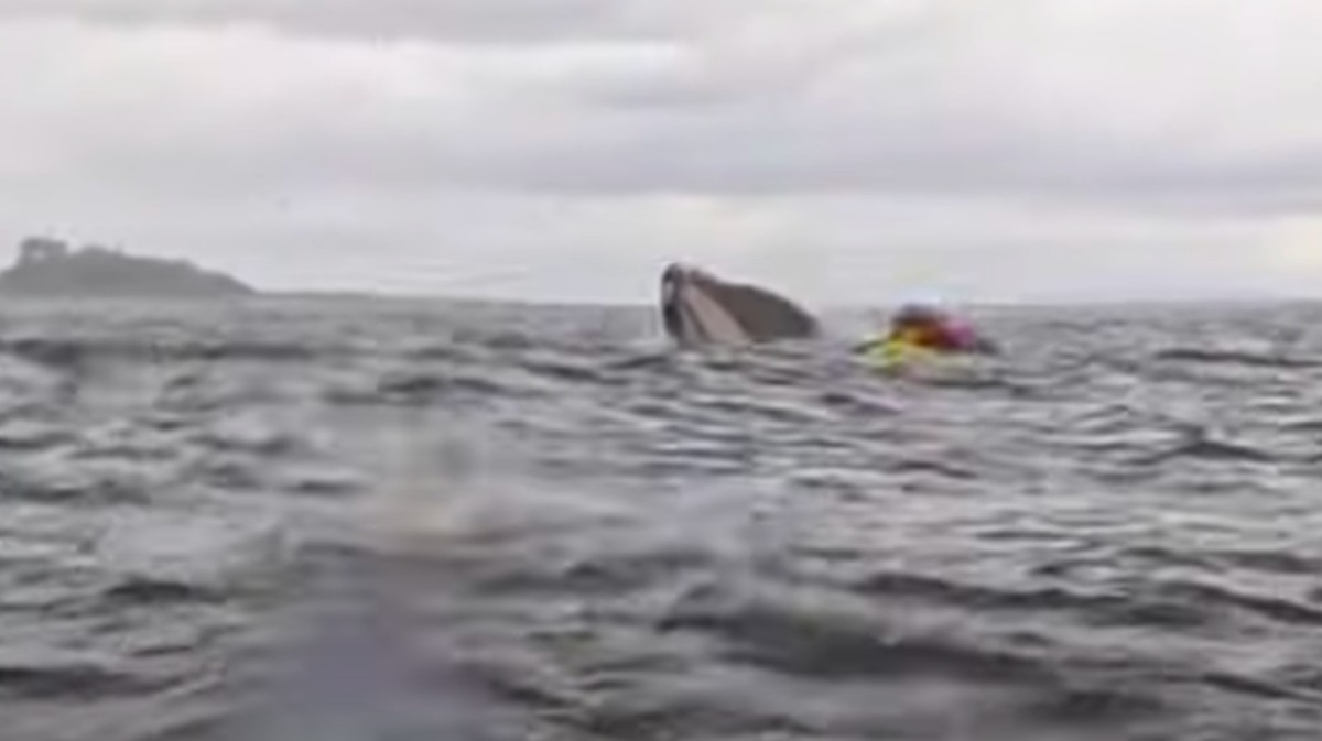 Detik-detik Mencekam, Pemain Kayak Ditelan Paus Hidup-Hidup!