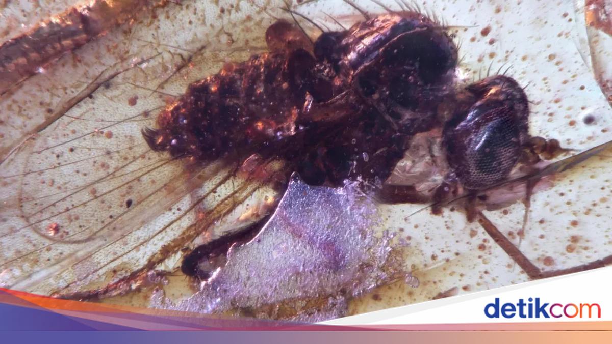 Membeku Waktu, Serangga Purba Utuh Terungkap dari 112 Juta Tahun Lalu!