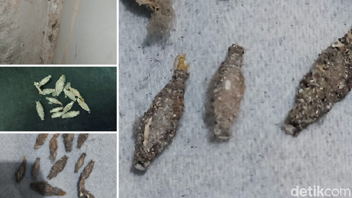 Misteri Kamitetep, Kenapa Sih Hewan Kecil Ini Suka Banget Nyelonong Masuk Rumah?