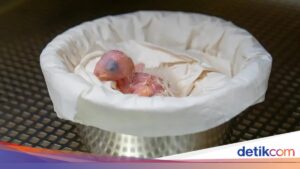 Harapan Muncul, Anak Burung Macaw Spix Lahir Setelah Lama Tak Terlihat!