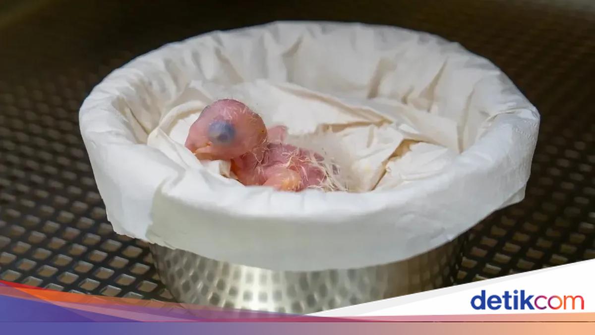 Harapan Muncul, Anak Burung Macaw Spix Lahir Setelah Lama Tak Terlihat!