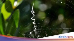 Rahasia di Balik Motif Zigzag Jaring Laba-laba yang Jarang Diketahui