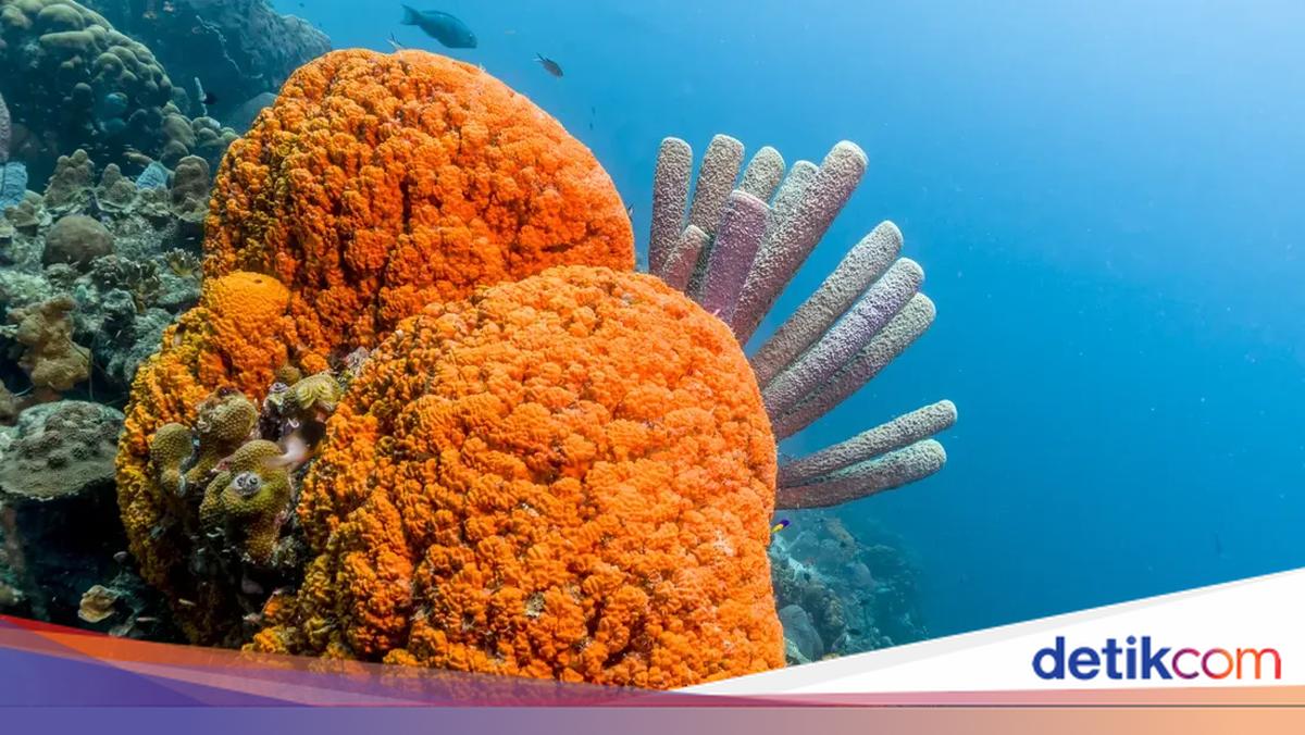 Ternyata Ini Hewan Pertama yang Muncul di Bumi, Bikin Penasaran!