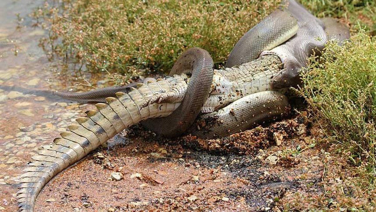 Ngeri! Duel Maut 5 Jam, Ular Raksasa vs Buaya Ganas