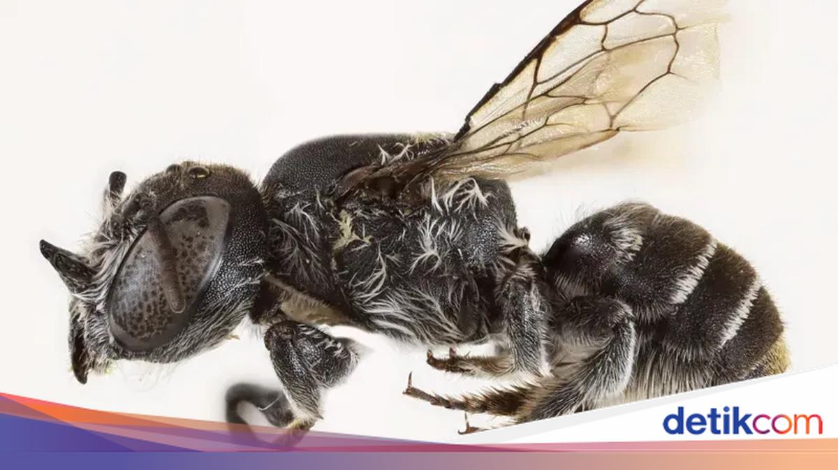 Penemuan Lebah Bertanduk, Si "Lucifer" dari Dunia Serangga!