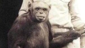 Ternyata Hewan Juga Bisa Bohong? Ini Lho Buktinya!