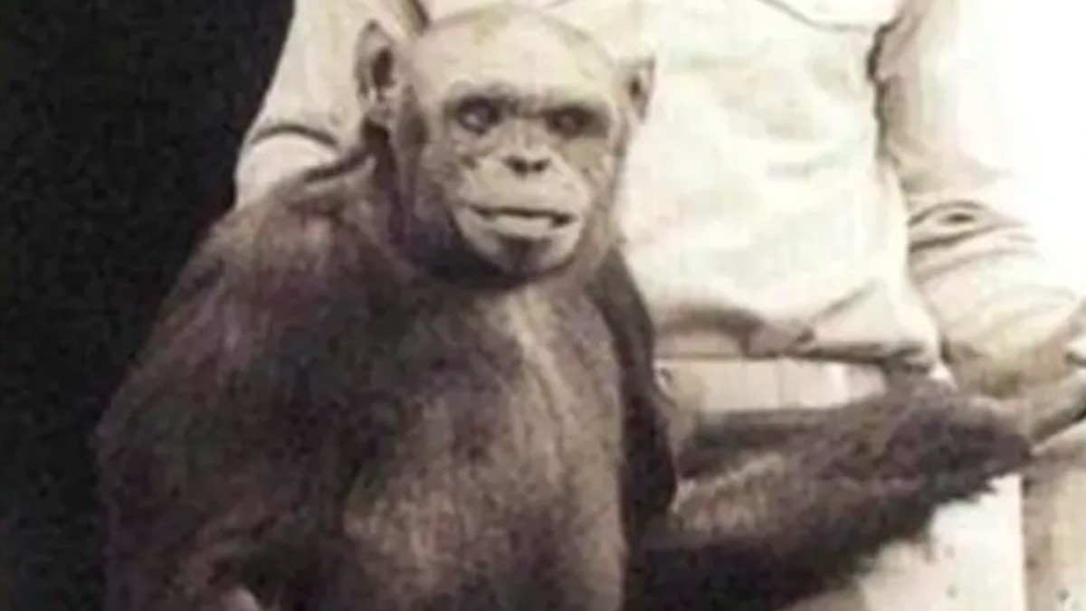 Ternyata Hewan Juga Bisa Bohong? Ini Lho Buktinya!