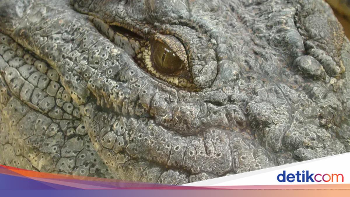 Ngeri! Isi Perut Buaya Riau Ini Bikin Merinding