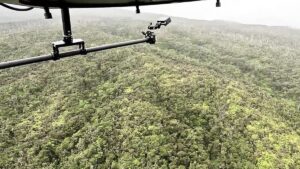 Nyamuk Modifikasi Genetik Diterbangkan ke Hawaii, Apa yang Terjadi?