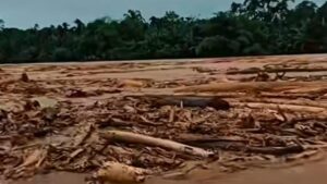 Fakta Mencengangkan, Negara Mana Saja yang Paling Banyak Merusak Hutan?