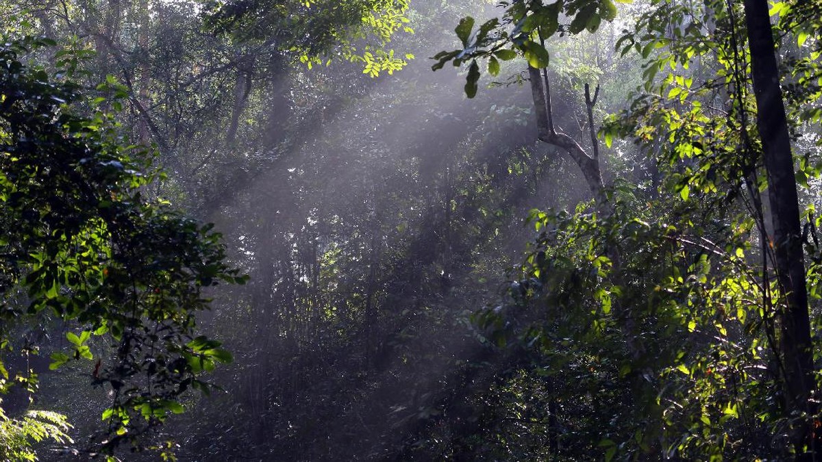 Kisah Inspiratif, Mereka yang Selamatkan Hutan dengan Cara Unik