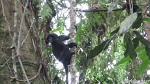 Sedihnya Lutung Jawa, Kisah Pilu dari Depok yang Bikin Kita Peduli