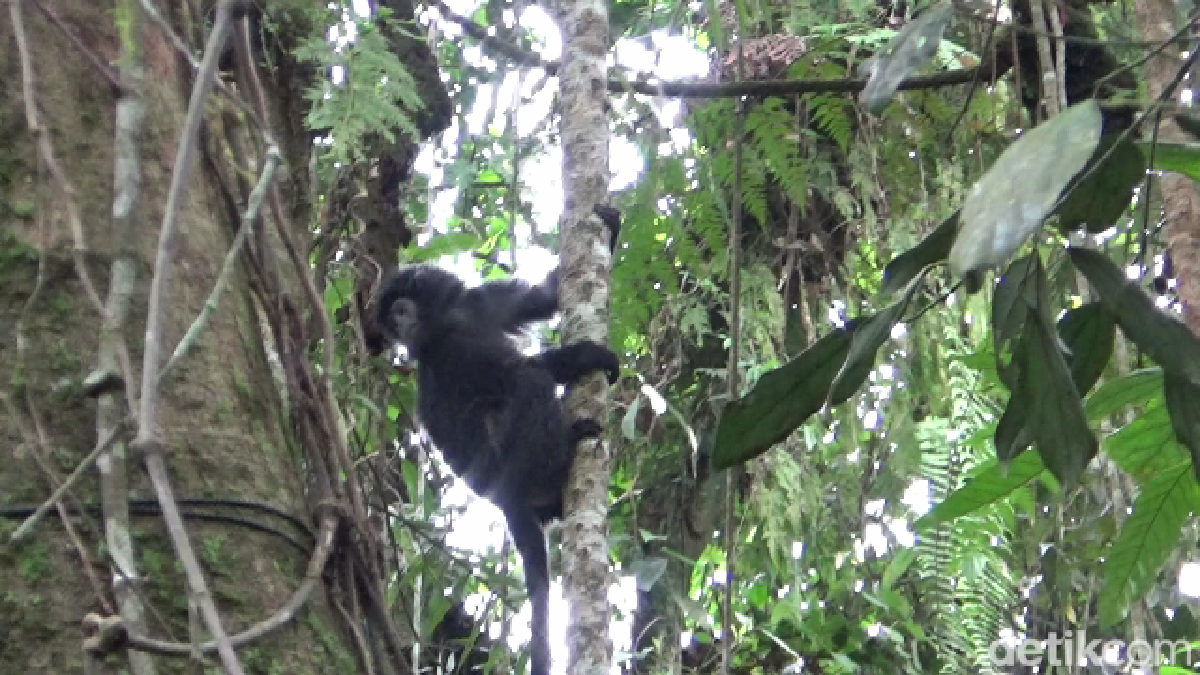 Sedihnya Lutung Jawa, Kisah Pilu dari Depok yang Bikin Kita Peduli