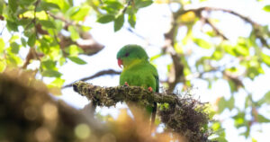 Burung Misterius Indonesia Muncul Lagi Bikin Terharu