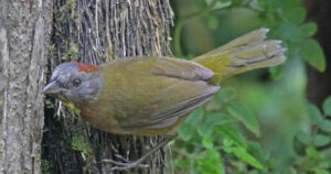 Rahasia Burung Beracun Papua Ditemukan Dagingnya Membakar